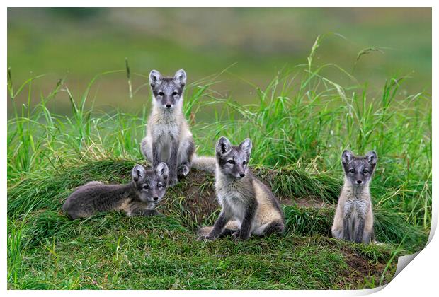 Arctic Fox Cubs at Den Print by Arterra 