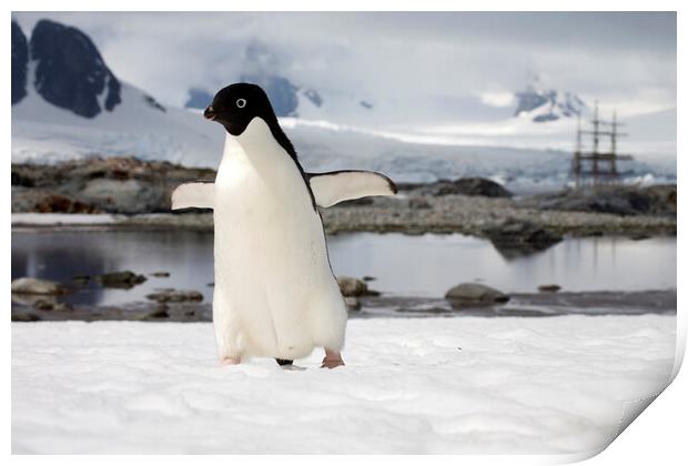 Adélie Penguin in Antarctica Print by Arterra 