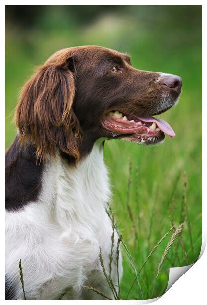 Dutch Partridge Dog Print by Arterra 