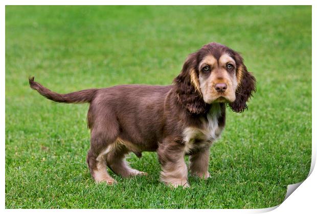 English Cocker Spaniel Pup Print by Arterra 