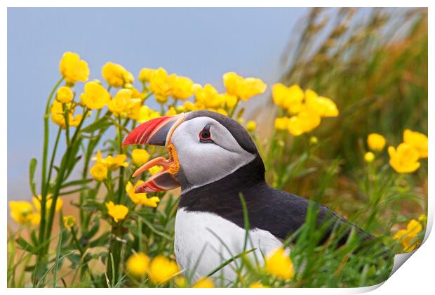 Atlantic Puffin among Wildflowers Print by Arterra 