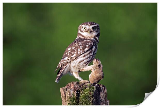 Little Owl with Prey Print by Arterra 