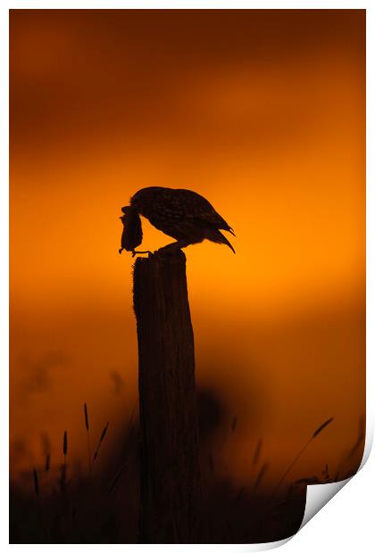 Little Owl at Sunset Print by Arterra 