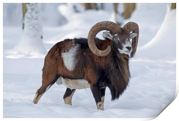 Mouflon in Winter Print by Arterra 