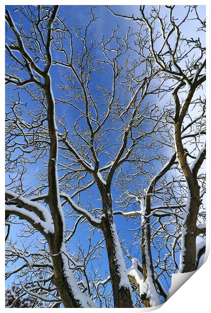 Snow Covered Branches Print by Arterra 