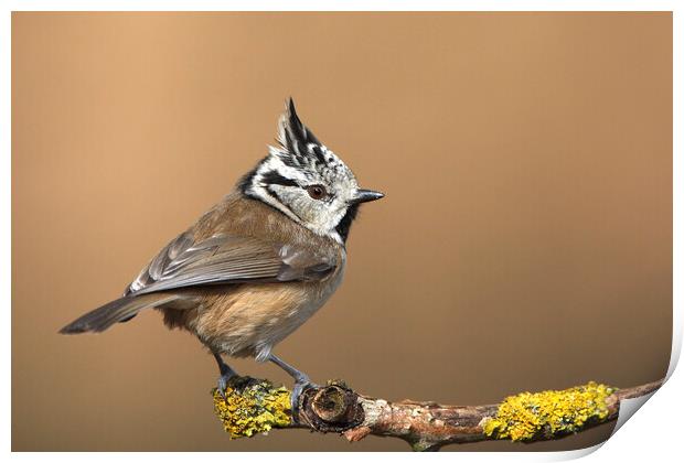 Crested Tit Print by Arterra 