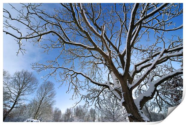 Tree in Winter Print by Arterra 