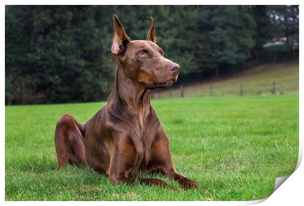 Doberman Pinscher Print by Arterra 