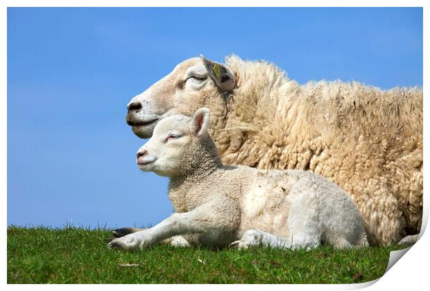 Ewe with Lamb in Meadow Print by Arterra 