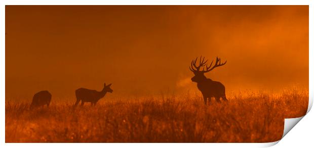 Red Deer Stag and Hinds at Dusk Print by Arterra 