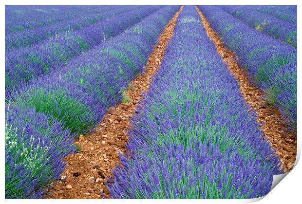 Lavender Field, Provence Print by Arterra 