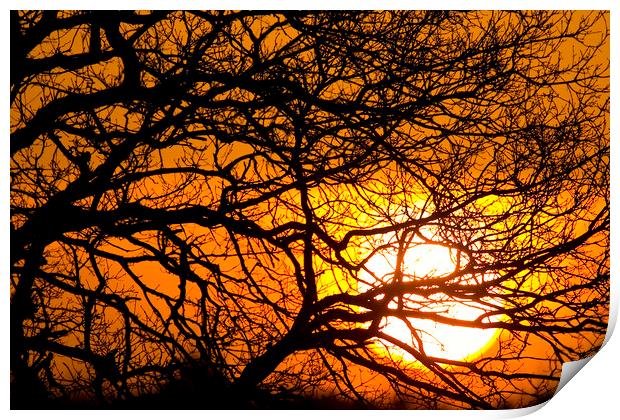 Silhouetted Tree Branches at Sunset Print by Arterra 