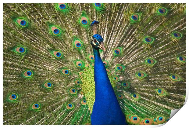 Peacock Print by Arterra 