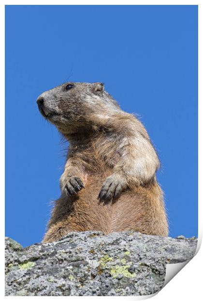 Alert Alpine Marmot Print by Arterra 