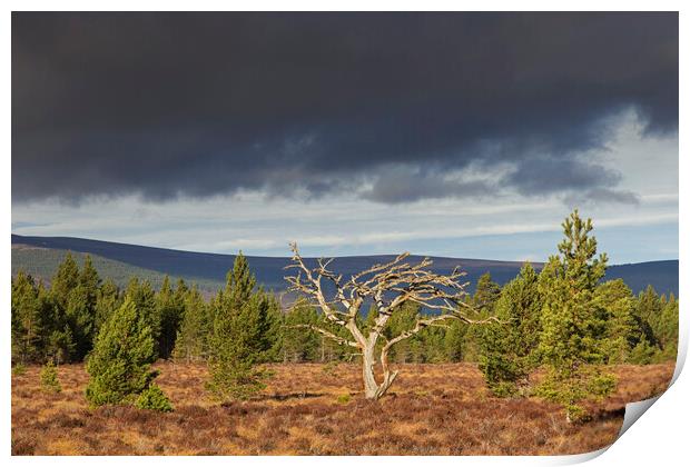 Dead Tree in Cairngorms National Park, Scotland Print by Arterra 