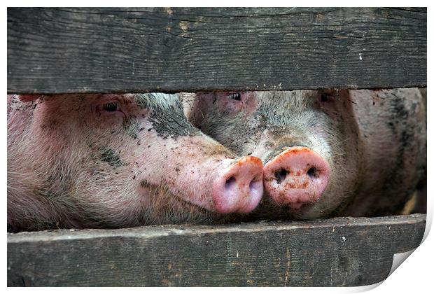 Two Curious Pigs Print by Arterra 
