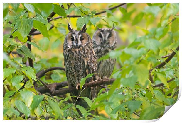 Two Long-eared Owls in Tree Print by Arterra 