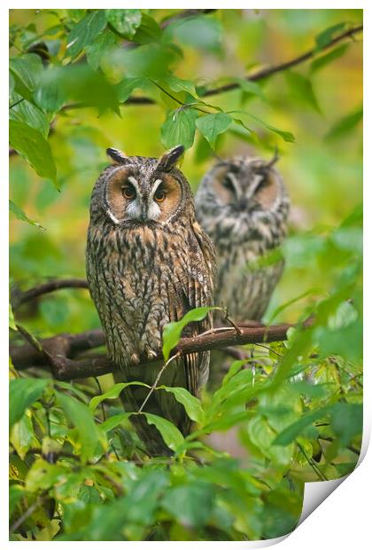 Long-eared Owl Couple in Tree Print by Arterra 