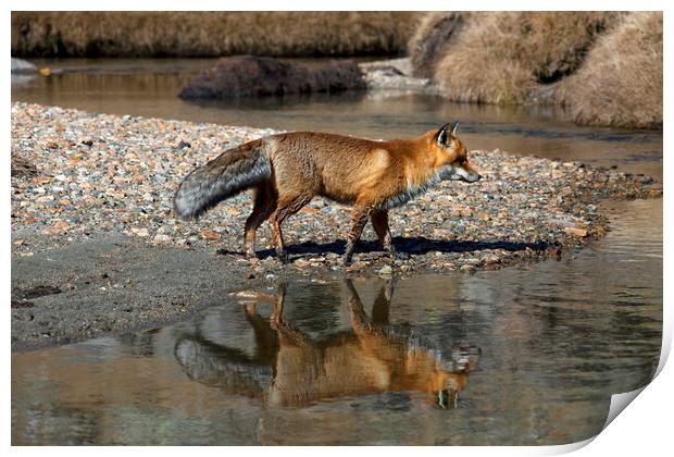 Red Fox Reflected in River Print by Arterra 