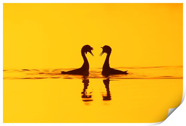 Great Crested Grebes Courting Print by Arterra 