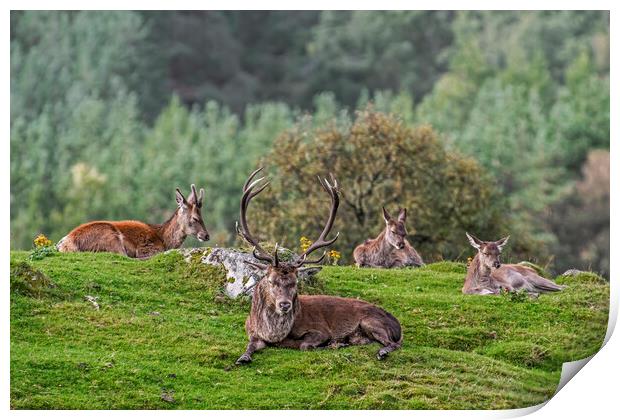 Red Deer Stag with Hinds in Scotland Print by Arterra 