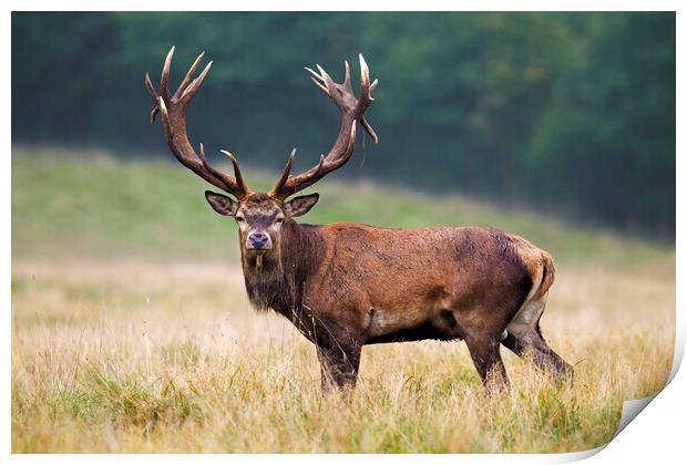 Red Deer Stag in Grassland Print by Arterra 