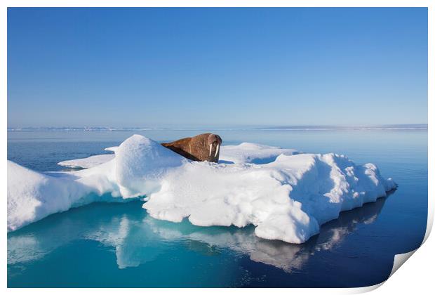 Walrus in the Arctic Sea, Svalbard Print by Arterra 