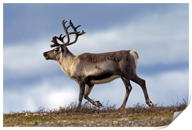 Reindeer on the Tundra in Sweden Print by Arterra 