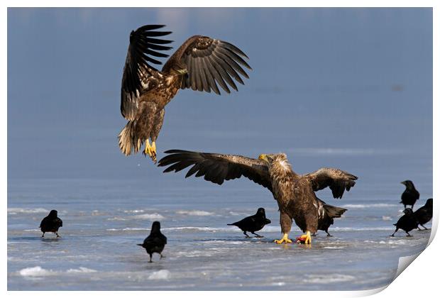 White-Tailed Sea Eagle Fighting on Frozen Lake Print by Arterra 