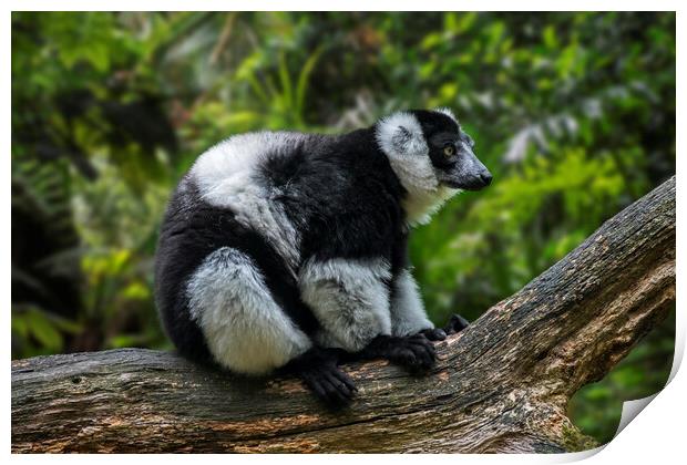 Black-and-White Ruffed Lemur Print by Arterra 