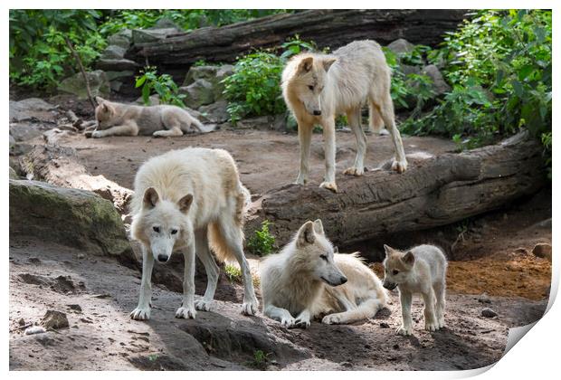 White Wolf Pack with Pups Print by Arterra 