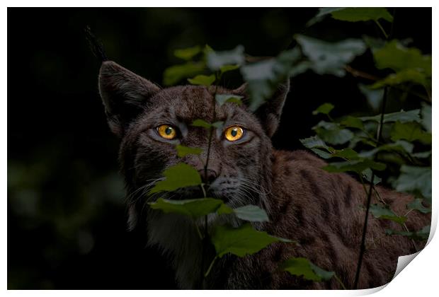 Lynx Hunting at Night Print by Arterra 