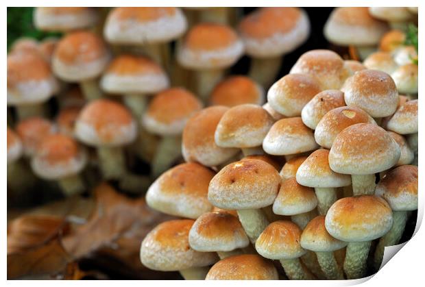 Brick Cap Mushrooms in Woodland Print by Arterra 