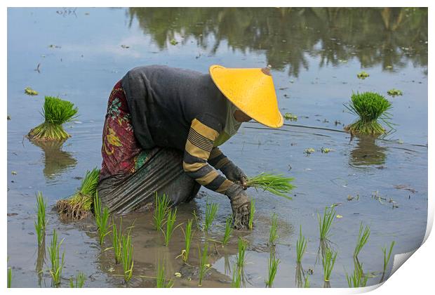 Planting Rice in Paddy Field, Lombok Print by Arterra 