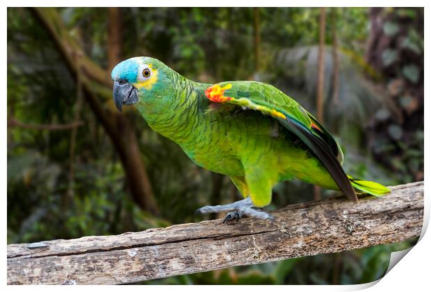 Turquoise-fronted Amazon Parrot Print by Arterra 