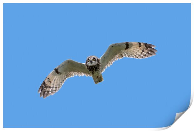 Short-Eared Owl in Flight Print by Arterra 