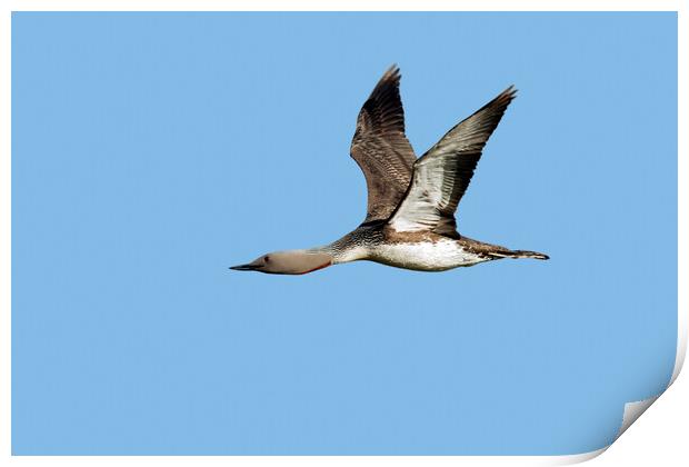 Red-Throated Loon Flying Print by Arterra 