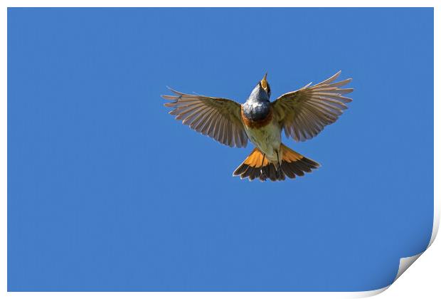 White-Spotted Bluethroat Flying and Singing Print by Arterra 