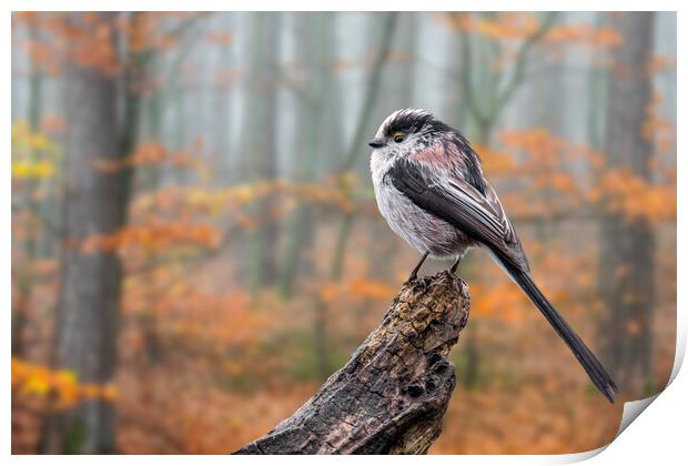 Long-Tailed Tit in Autumn Forest Print by Arterra 