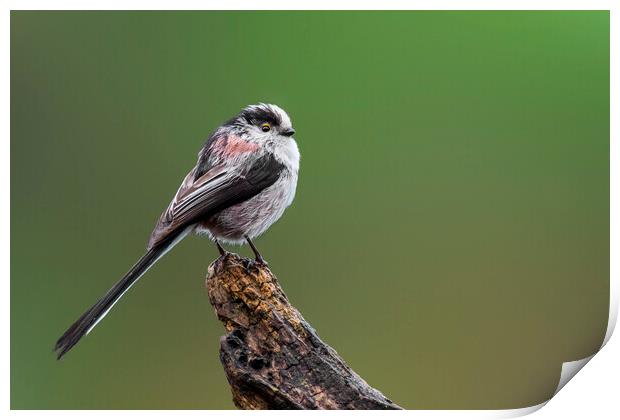 Long-Tailed Tit Perched on Tree Stump Print by Arterra 