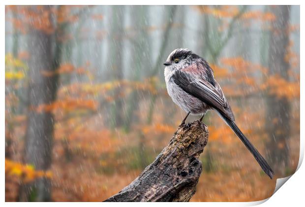 Long-Tailed Tit in the Rain Print by Arterra 