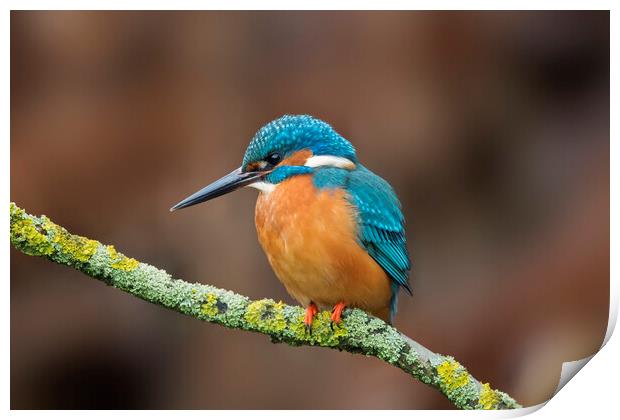 Common Kingfisher Male Print by Arterra 