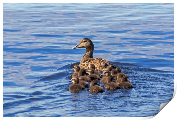 Common Eider Duck Female with Ducklings Print by Arterra 