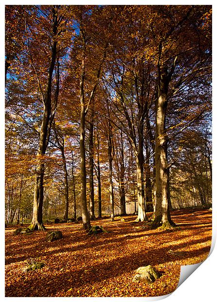 Vibrant Autumn Forest Print by Jim Round