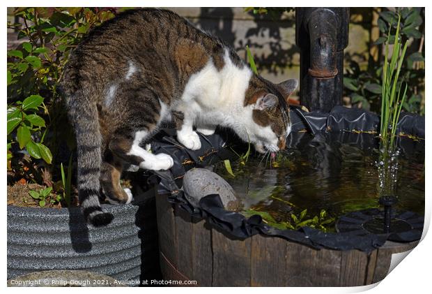 Thirsty cat drinking from the pond Print by Philip Gough