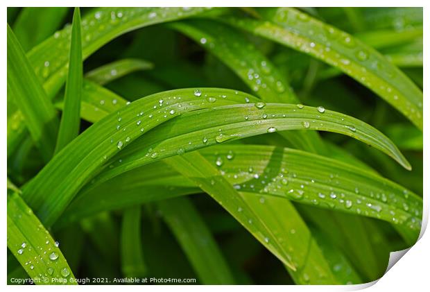 Water droplets on Plant leaves Print by Philip Gough