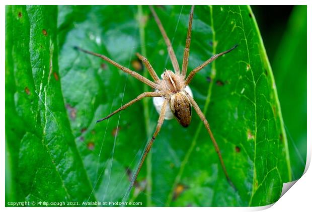 Nursery Web Spider with Sack Print by Philip Gough