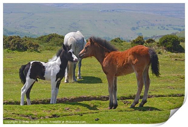 DARTMOOR FOALS Print by Philip Gough