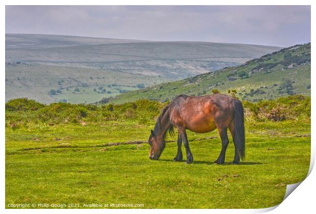 A brown Dartmoor Pony grazing on a lush green field Print by Philip Gough