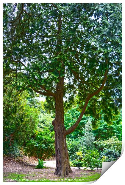 Large tree Print by Philip Gough